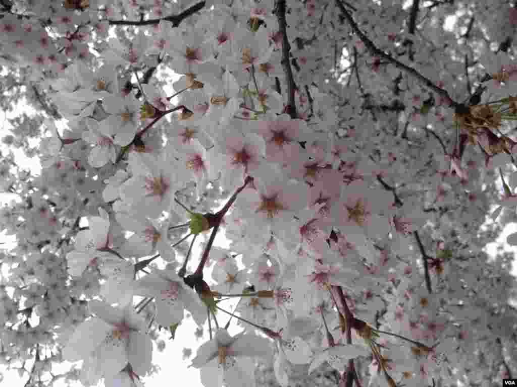 盛開中的櫻花。（美國之音張皓程攝）
