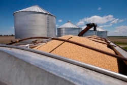 FILE - Soybeans awaiting transport sit in a truck-bed in Delaware, Ohio, May 14, 2019.