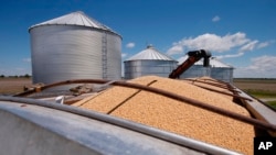 FILE - Soybeans awaiting transport sit in a truck-bed in Delaware, Ohio, May 14, 2019. 