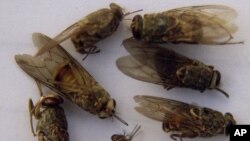 FILE - Dead tsetse flies are seen in a laboratory.