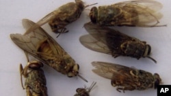 FILE - Dead tsetse flies are seen in a laboratory in Ghibe Valley, southwest of Addis Ababa, Ethiopia, June 1, 2002. 