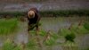 Myanmar Rice Farmers