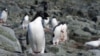 La colonie de Boulders Beach abrite quelque 3.000 manchots africains, une espèce que l'on trouve exclusivement dans les eaux d'Afrique australe.