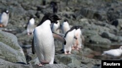 La colonie de Boulders Beach abrite quelque 3.000 manchots africains, une espèce que l'on trouve exclusivement dans les eaux d'Afrique australe.