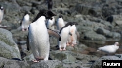 Scientists investigate impact of climate change on penguin colonies in Antarctica