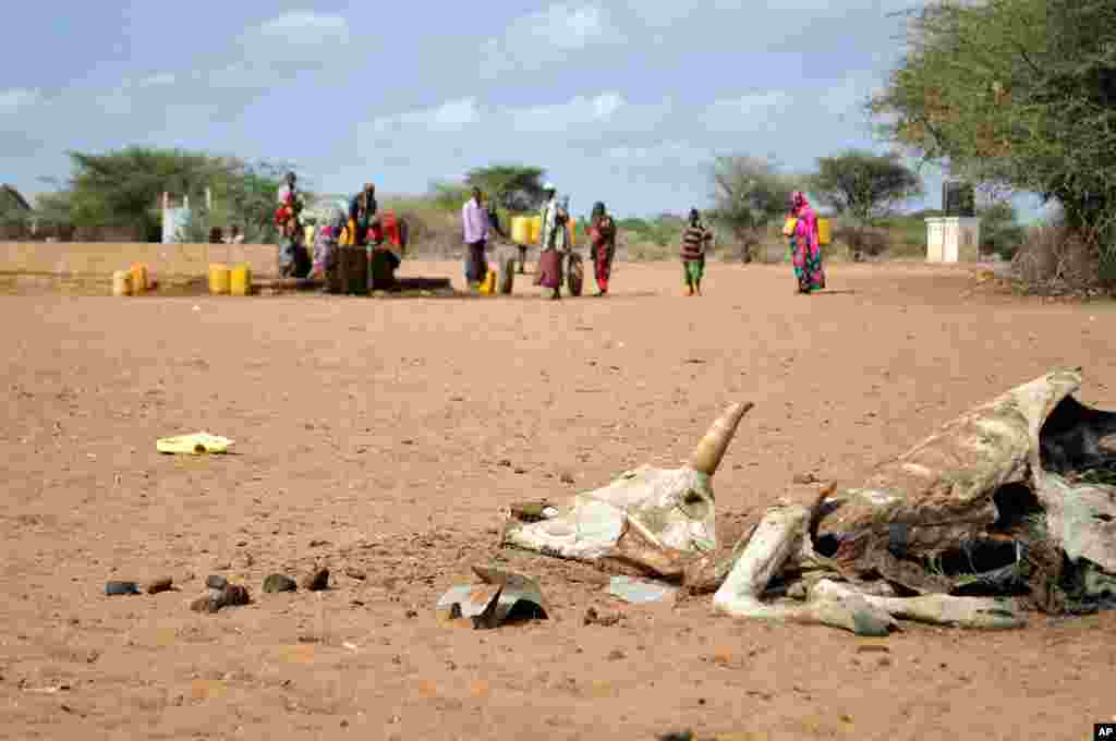 Refugees at the Dagahaley camp collect water. (VOA Photo - M/Onyiego)