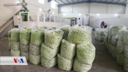 Gelê Silêmanî Piştgirîya Zeytûnên Xwemalî li Silêmanî Dike