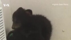 Спасти медведя