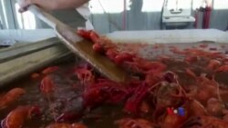 အမေရိကန် Crawfish စားကြမယ်