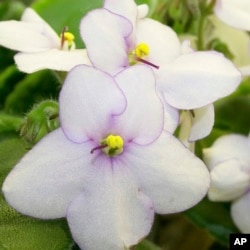 This undated image provided by the National Garden Bureau shows an African violet plant. The NGB has named 2024 as the Year of the African Violet. (National Garden Bureau via AP)