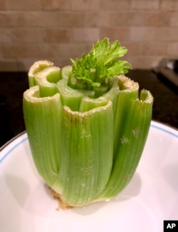 This May 2020 image provided by Jessica Damiano shows new stalks sprouting from the center of the severed base of a head of celery. (Jessica Damiano via AP)