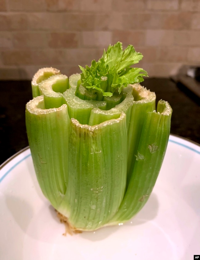 This May 2020 image provided by Jessica Damiano shows new stalks sprouting from the center of the severed base of a head of celery. (Jessica Damiano via AP)