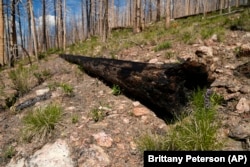 A burned tree sits on the ground Tuesday, June 11, 2024, in Bellvue, Colo., at the site of the 2020 Cameron Peak Fire. (AP Photo/Brittany Peterson)