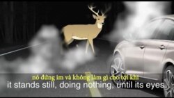 Thành ngữ tiếng Anh thông dụng: Deer in the headlights (VOA)