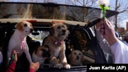 Pendeta Katolik Justino Limachi memberkati anjing dalam Misa di paroki Cuerpo de Cristo untuk merayakan pesta San Roque, santo pelindung anjing, di El Alto, Bolivia, Senin, 16 Agustus 2021. (Foto: AP/Juan Karita)