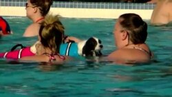 Щенячья вечеринка