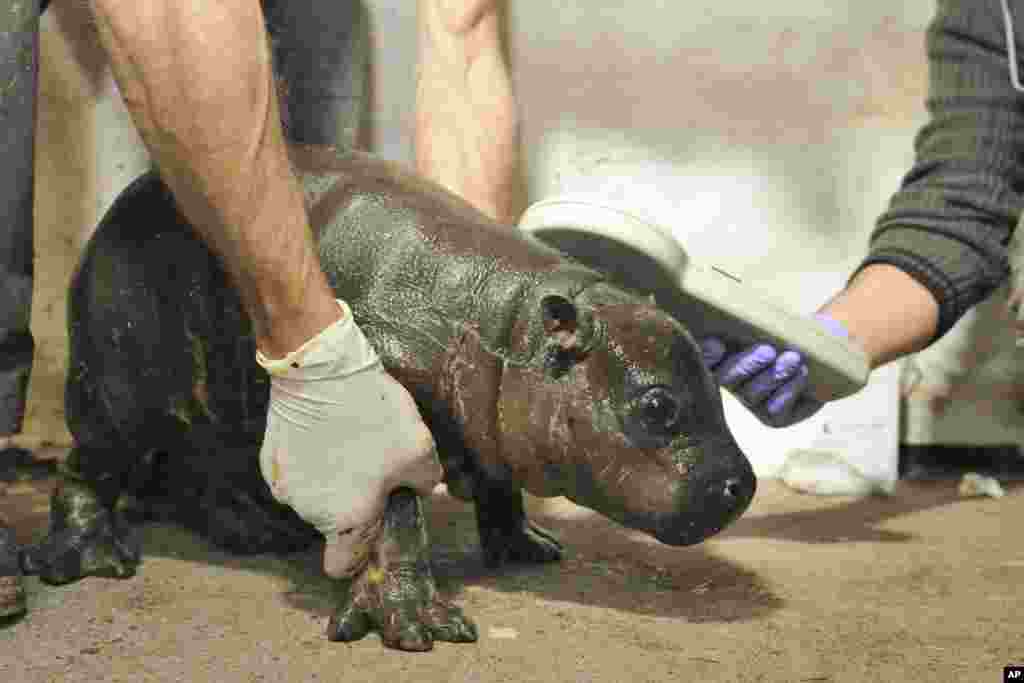 A two-week old pygmy hippopotamus undergoes a routine medical check in its enclosure in Szeged Nature Reserve southeast of Budapest, Hungary.