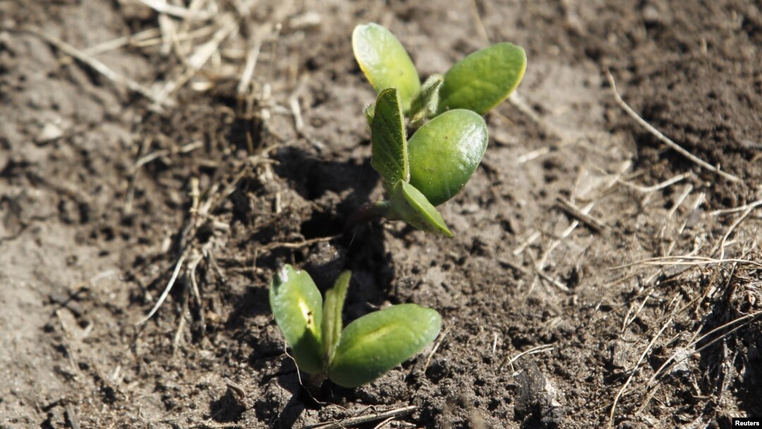 Recently planted soybean seedlings in a field near Estacion Islas in Buenos Aires province, Nov. 27, 2012.