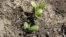 Recently planted soybean seedlings in a field near Estacion Islas in Buenos Aires province, Nov. 27, 2012.