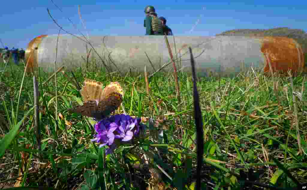 A butterfly sits on a flower near a fragment of a rocket after shelling by Azerbaijan&#39;s artillery in Stepanakert, in the separatist region of Nagorno-Karabakh.