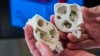 3D-printed model adds new dimension to heart surgery, allowing surgeons to see defects that might not be readily apparent in digital images. (James Carlson, Saint Francis Medical Center)