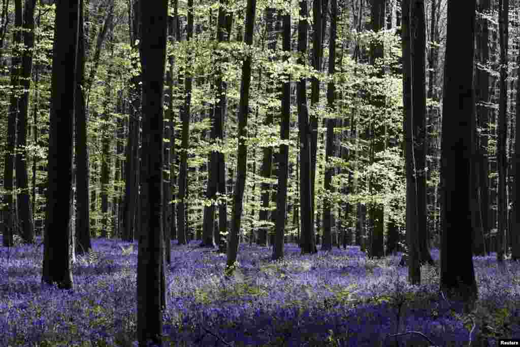 Wild bluebells are pictured in the Hallerbos, also known as the &quot;Blue Forest&quot;, that had to be closed to groups of tourists this year due to the coronavirus disease (COVID-19) outbreak, near Halle, Belgium.