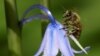 Study: World’s Insect Population Has Been Shrinking for 30 Years