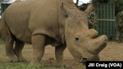 Sur les 1.338 rhinocéros tués dans le monde l'an dernier par des braconniers, 1.175 venaient d'Afrique du Sud.