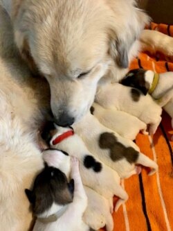 When a neighbor's dog gave birth to eight puppies, the community watched it live on Facebook. The owner offers neighborhood children weekly online classes in life science and mathematics as they chart the puppies' growth. (Carolyn Presutti/VOA)