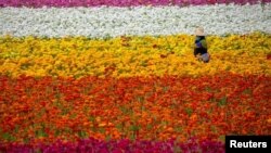 Un trabajador de campo recoge flores de ranúnculo en los Campos de Flores en Carlsbad, California, EE. UU., el primero de abril, 2021. 