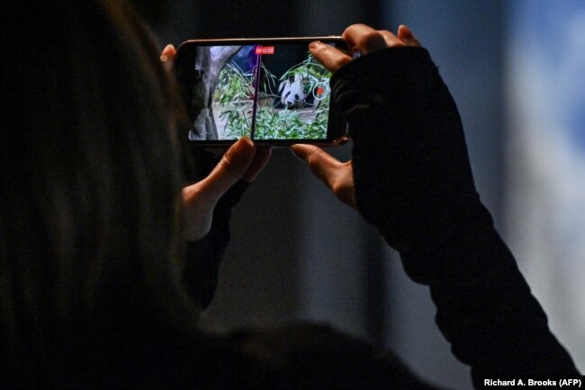 Seorang pengunjung memotret Shin Shin di dalam kandangnya ia dan panda lainnya, Ri Ri, kembali ke China setelah 13 tahun di Kebun Binatang Ueno, Tokyo, 28 September 2024. (Foto: Richard A. Brooks/AFP)