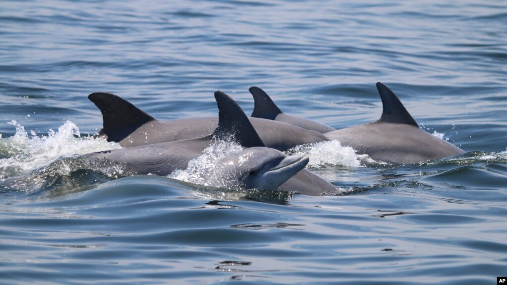 In this May 2019 photo provided by the Potomac-Chesapeake Dolphin Project, dolphins swim together in the Potomac River between Lewisetta and Smith Point, Va. (Ann-Marie Jacoby/Potomac-Chesapeake Dolphin Project via AP)
