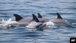 In this May 2019 photo provided by the Potomac-Chesapeake Dolphin Project, dolphins swim together in the Potomac River between Lewisetta and Smith Point, Va. (Ann-Marie Jacoby/Potomac-Chesapeake Dolphin Project via AP)
