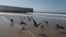 Aves se posan en el mar cerca del muro fronterizo entre Estados Unidos y México en el parque Friendship en San Ysidro, California, el 18 de noviembre de 2018. 