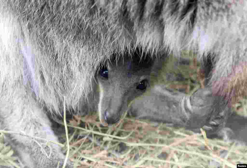 A newborn kangaroo joey peers out from its mother&#39;s pouch at a zoo in the local park of miniatures in Bakhchisaray, Crimea.