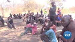 Fome e seca no Namibe obrigam a movimento desordenado de pessoas e gado
