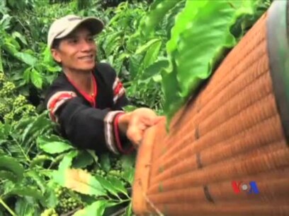 Ngành cà phê Việt Nam thức giấc