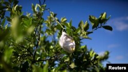 FILE - A protective mask is seen hanging in a orange tree during a harvest at a farm in Lake Wales, Fla., April 1, 2020.