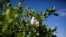 FILE - A protective mask is seen hanging in a orange tree during a harvest at a farm in Lake Wales, Fla., April 1, 2020.