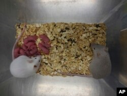 This photo provided by researcher Katsuhiko Hayashi shows a fertile adult male mouse, right, with his offspring and another adult mouse, in Osaka, Japan in September 2021. (Katsuhiko Hayashi via AP)