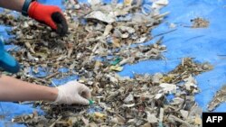 Volunteers sort micro-plastic waste collected on an island of the Etang de Berre during a clean-up operation at the initiative of the NGO 'Wings of the Ocean' on June 2, 2021 in Martigues, southern France. 