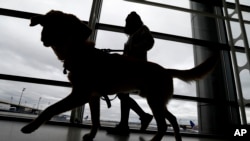 FILE - A trainer walks with a service dog at Newark Liberty International Airport April 1, 2017, in Newark, N.J. All dogs coming into the U.S. from other countries must be at least 6 months old and microchipped, according to new government rules published May 8, 2024. 