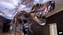 Stan, one of the largest and most complete Tyrannosaurus rex fossil discovered, is on display, Tuesday, Sept. 15, 2020, at Christie's in New York. The T. rex named after the paleontologist who first found the skeleton's partially unearthed hip bones…