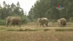 SHORT VIDEO: Մոլորված փղերը